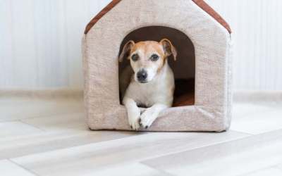 Architectural Tips for Pet Owners: Building a Pet-Friendly Home